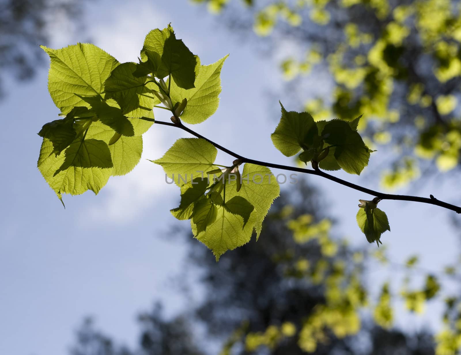 Lime-tree in the forest