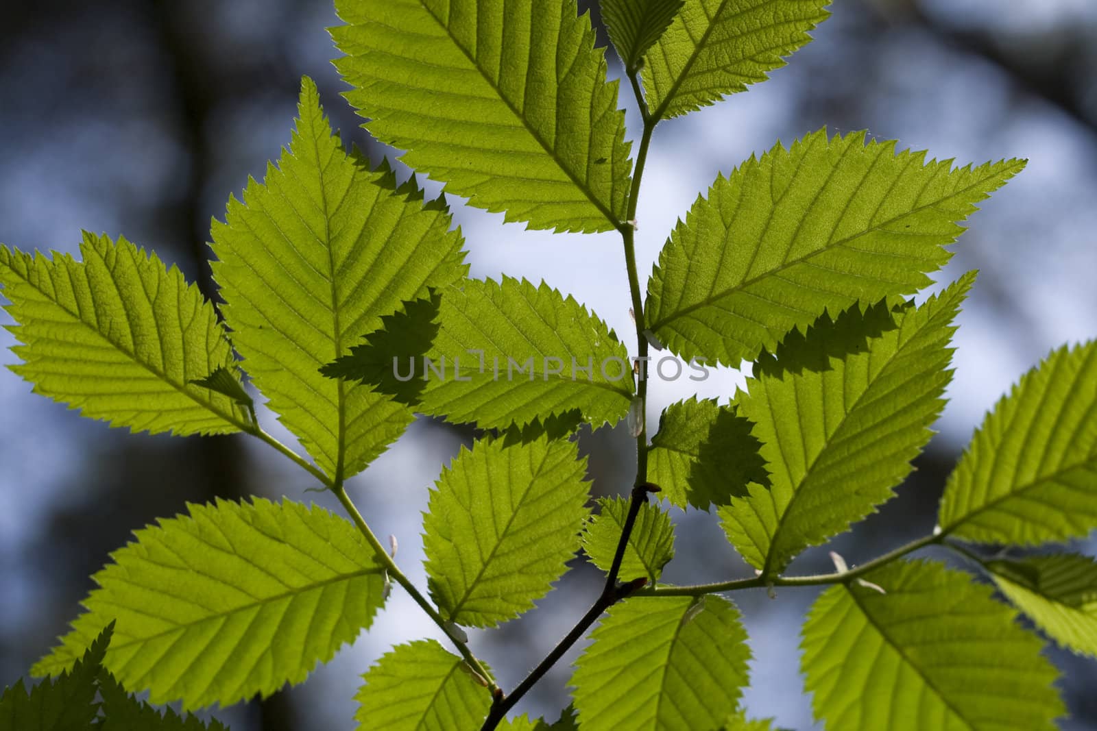 Leaves in the forest
