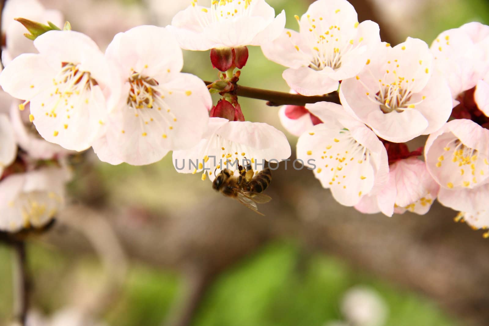Delicate apricot flowers with bee at sunny spring