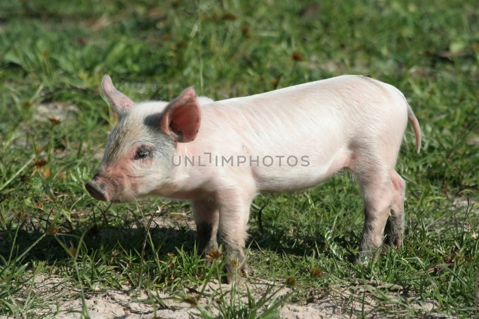 Young pink piglet with big ears in the meadow