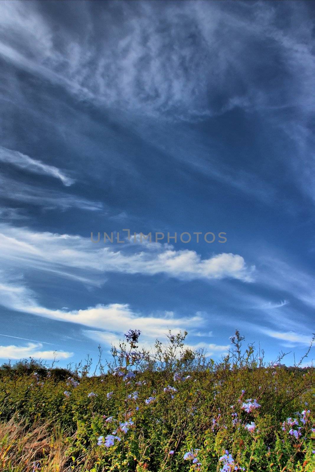 Country flowers and Blue Sky by fouroaks