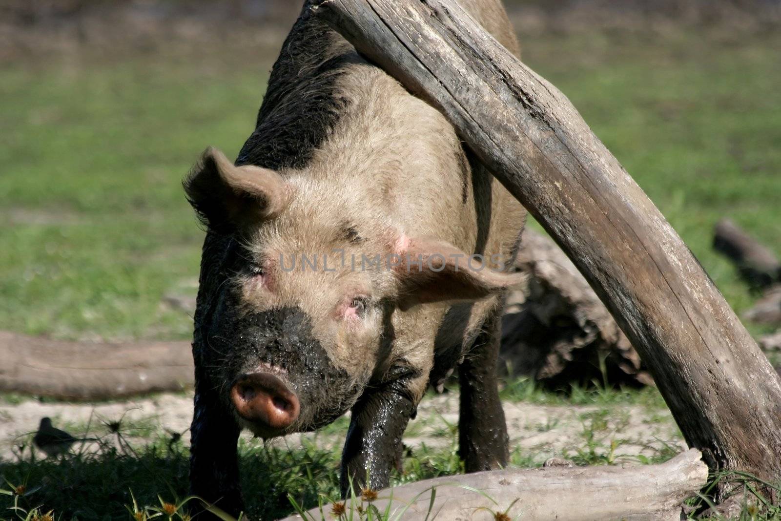 Dirty and muddy pig scratching itself on a tree stump