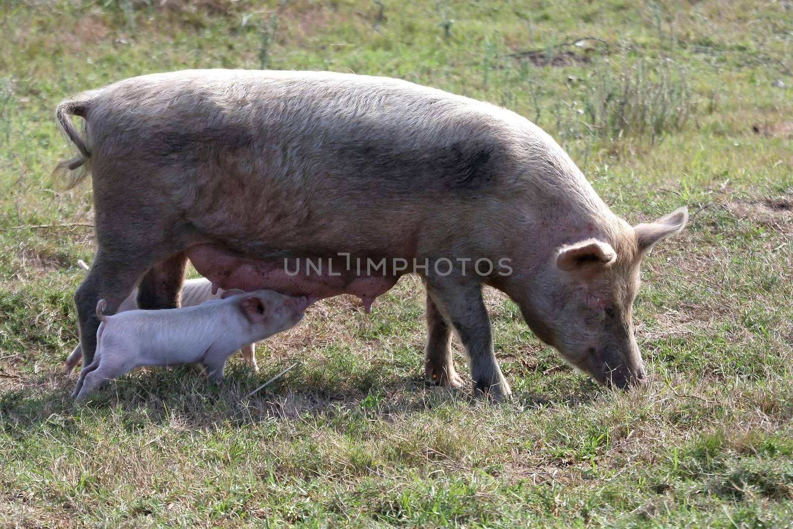 Big sow pig and two of her cute tiny pink piglets suckling