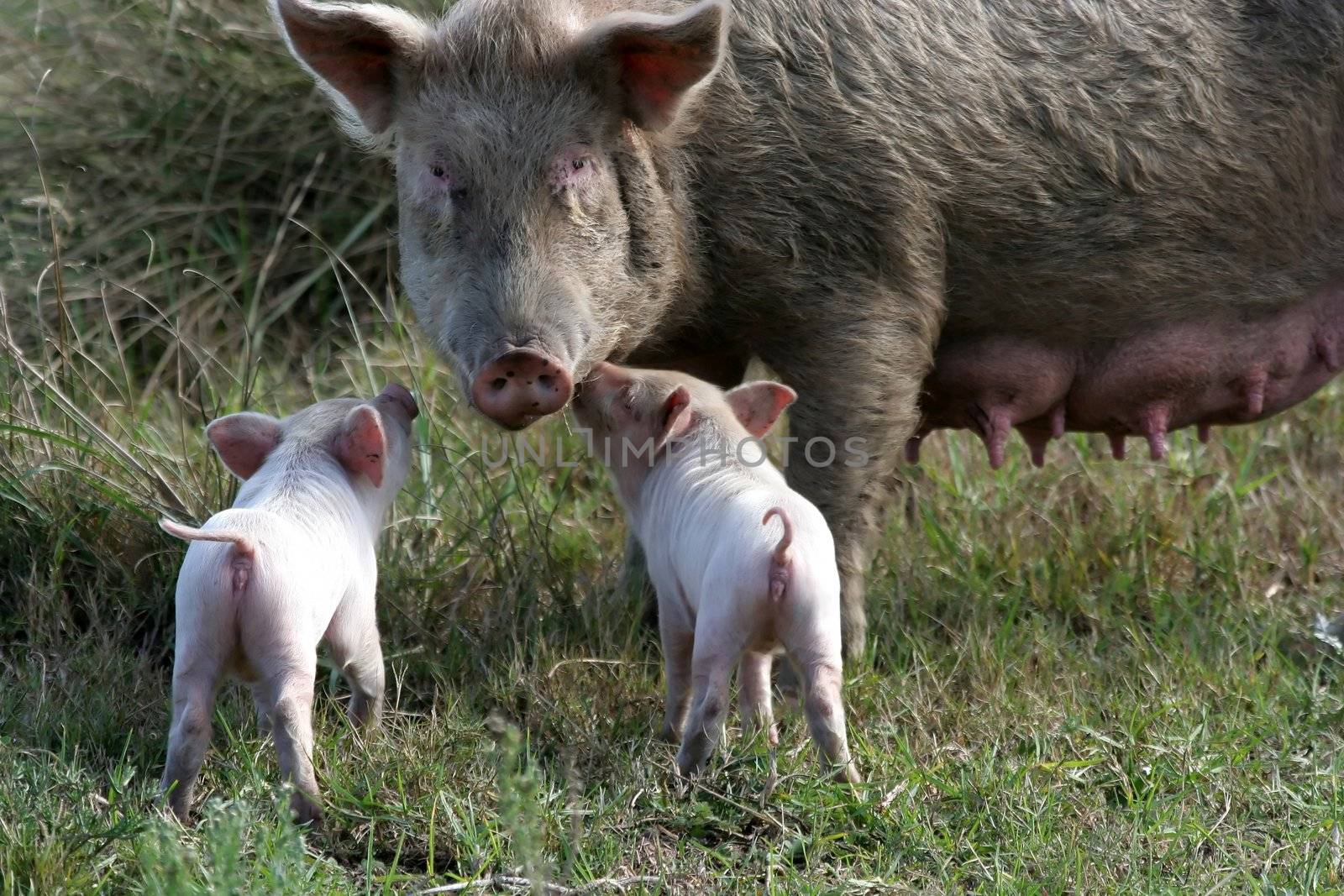 Big sow pig and two of her cute tiny pink piglets