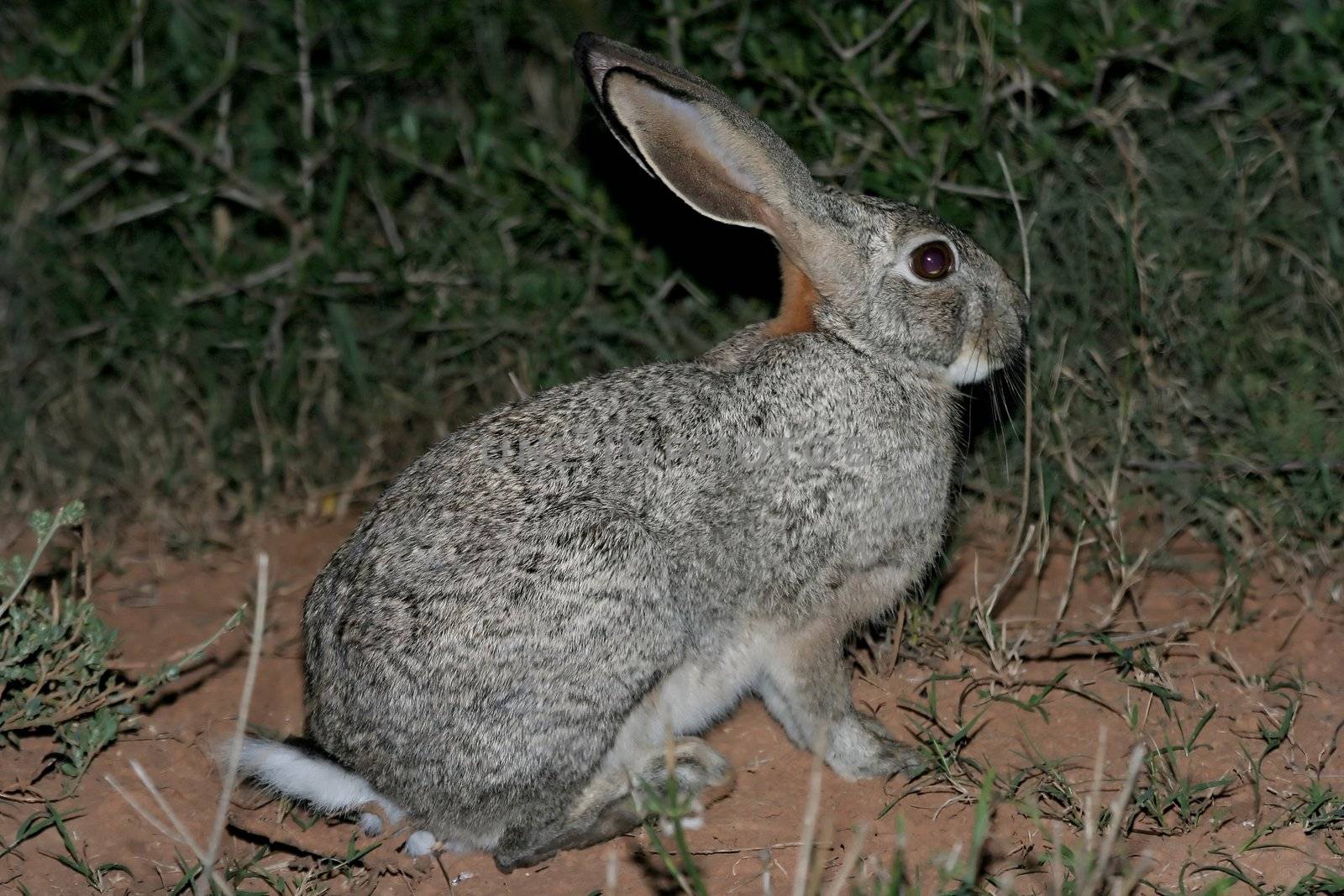 Scrub hare with large in the African veld at night
