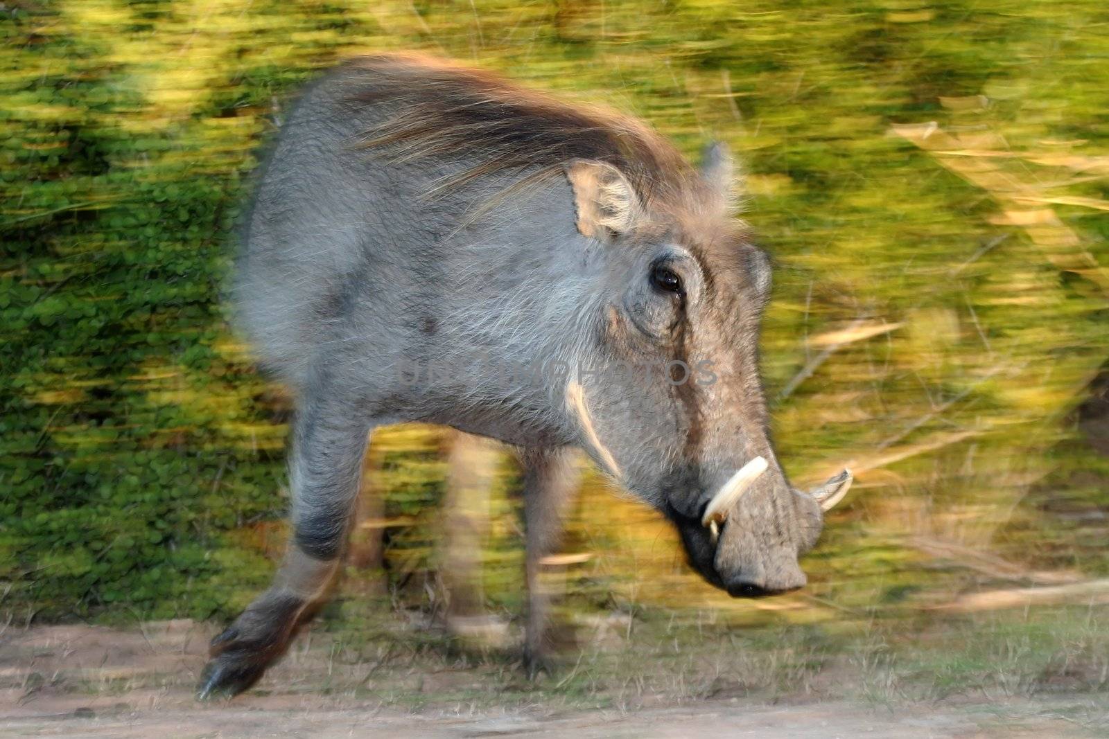 Angry warthog with large tusks on the move