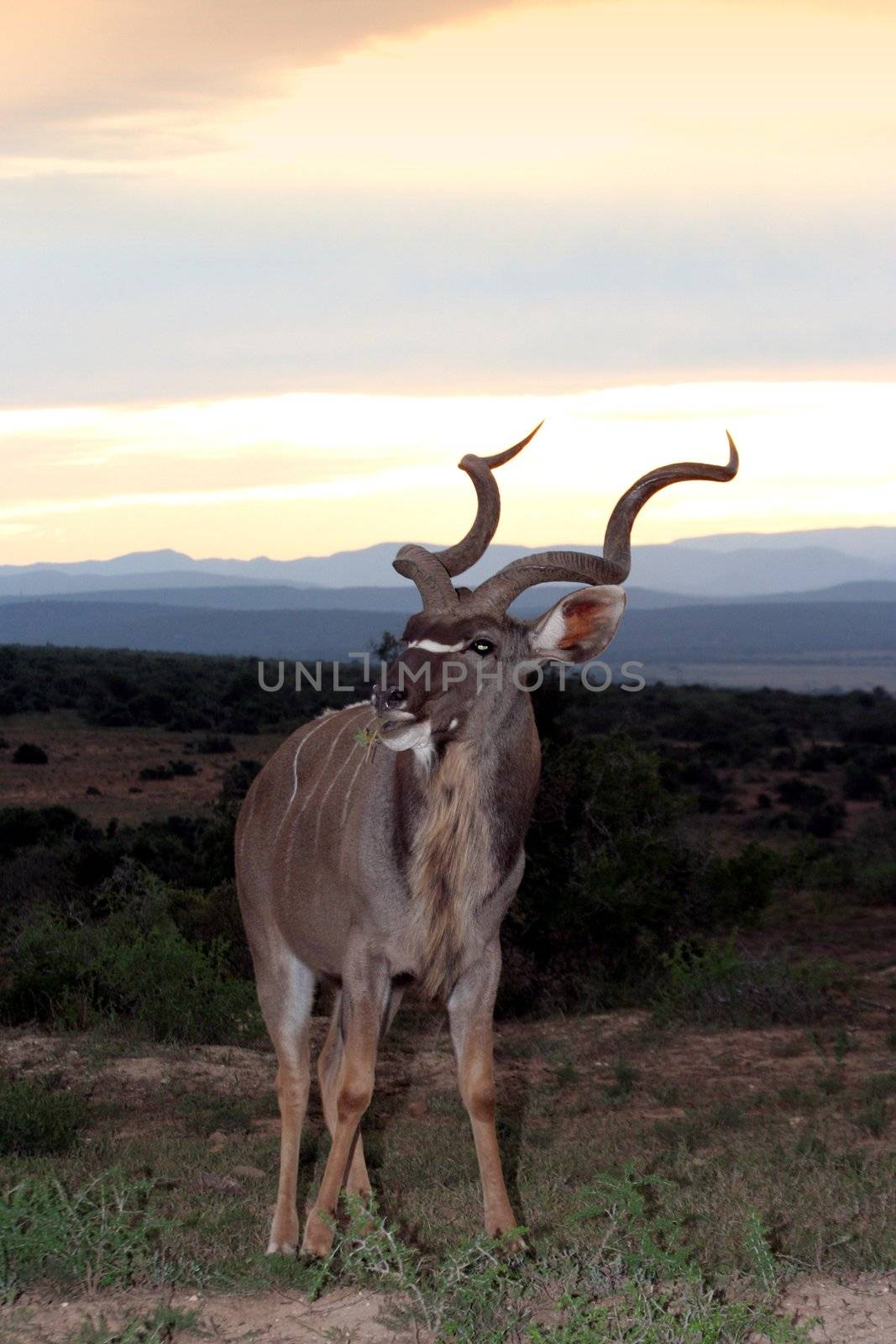 Kudu Bull and Sunset by fouroaks