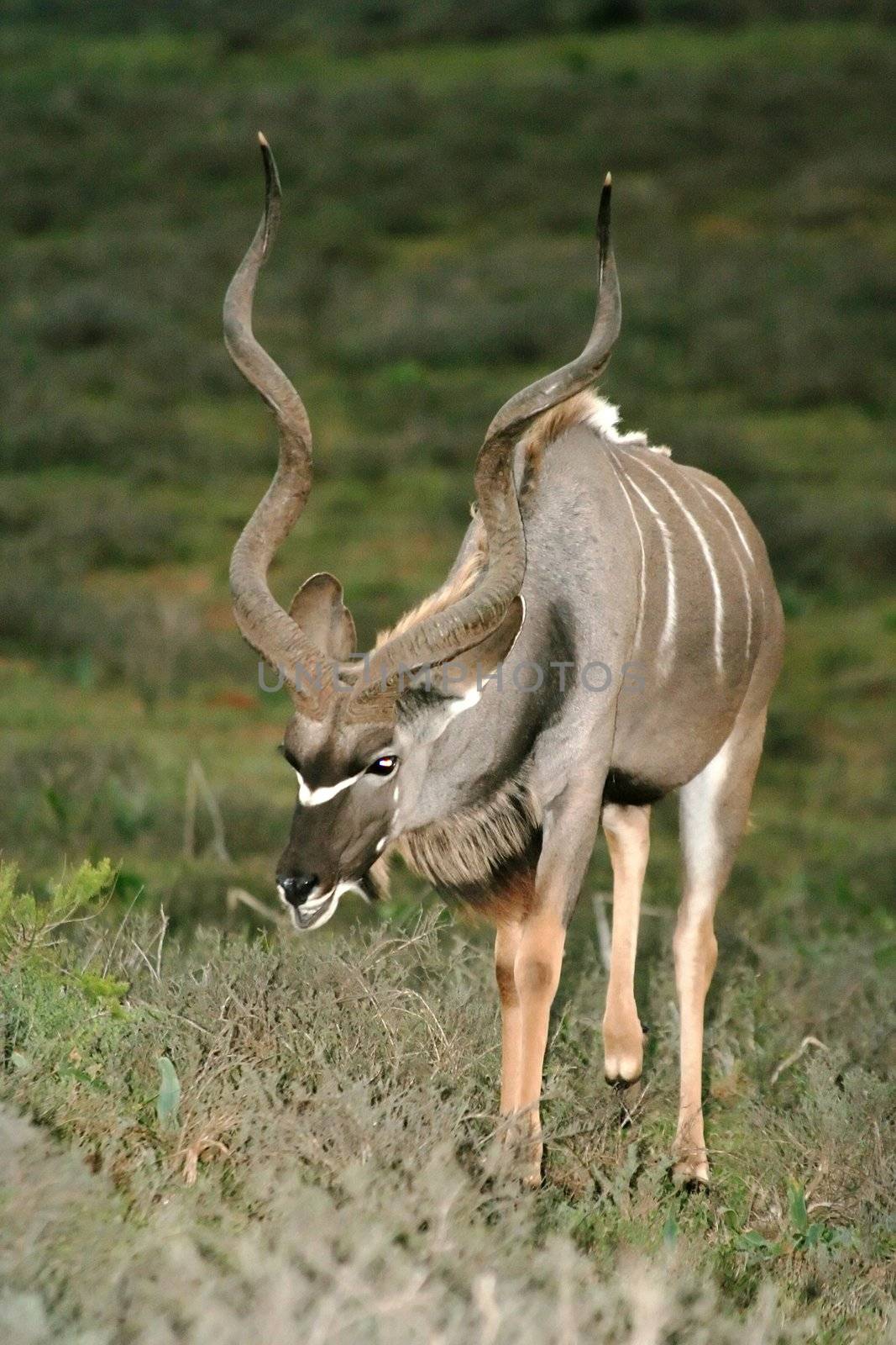 Kudu Bull with large spiralled horns eating at dusk