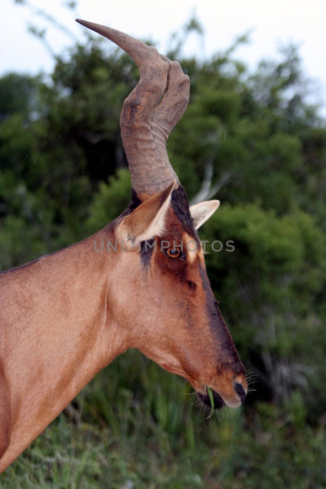 Profile of a handsome Red Hartebeest Antelope