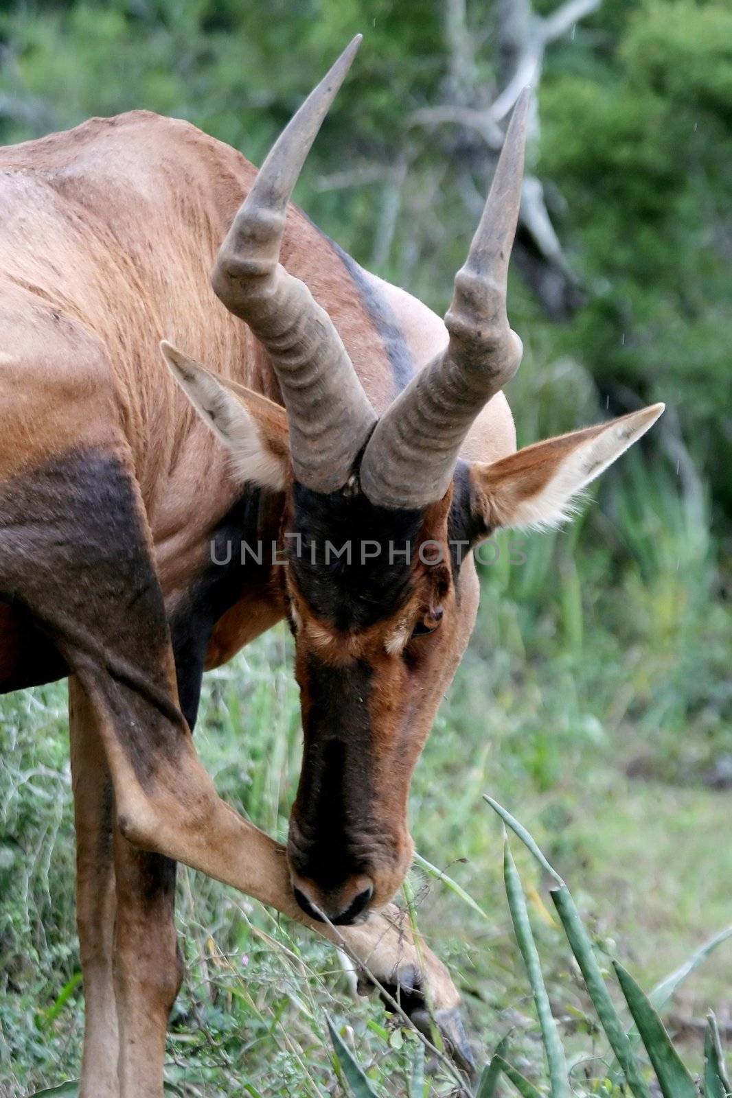 Red Hartebeest antelope from Africa scratching it's leg