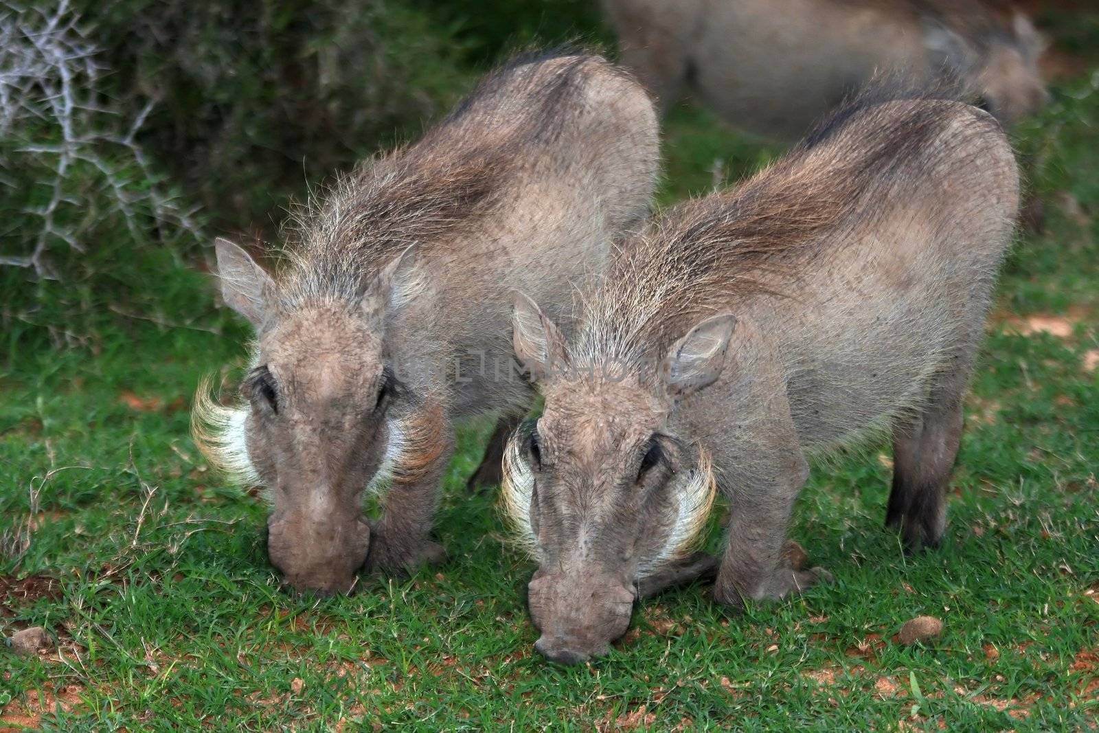 Two warthogs on their knees grazing on green grass