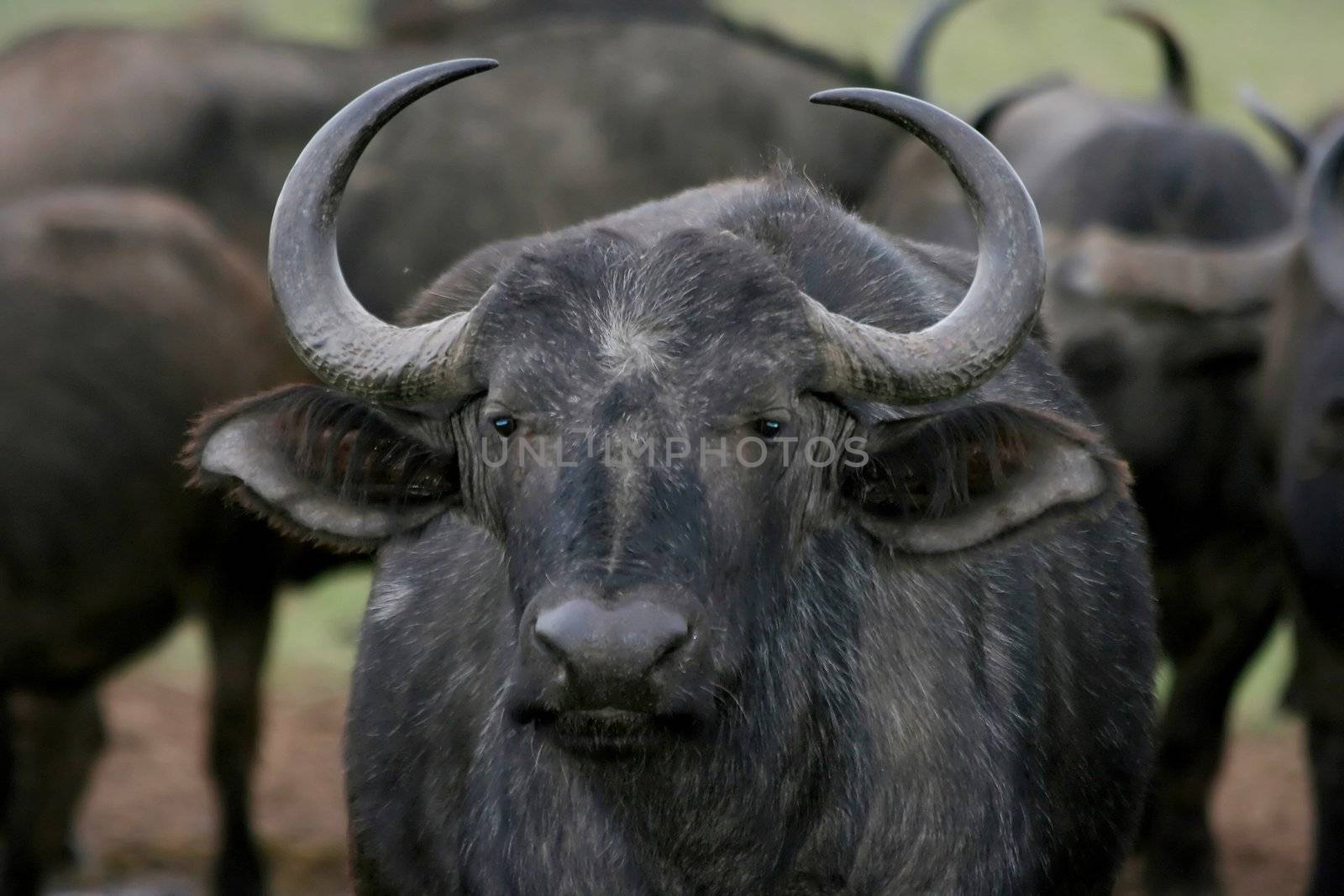 Old female buffalo with large curved horns