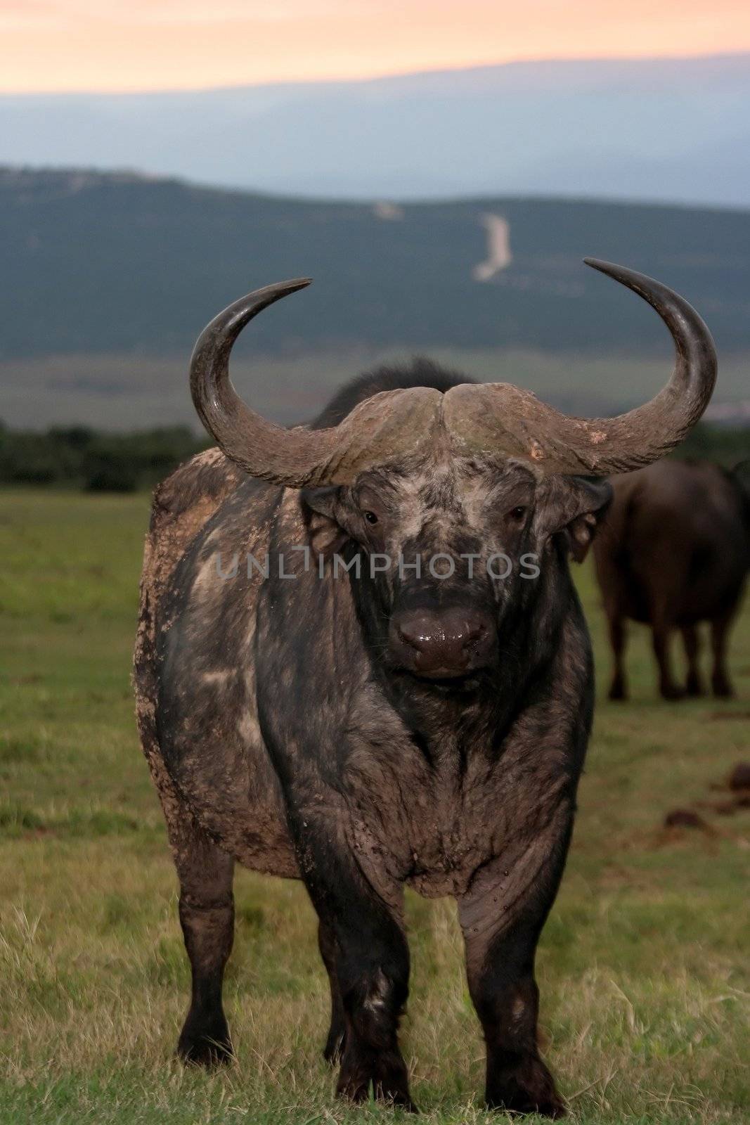 Large African Buffalo bull with enormous horns at sunset