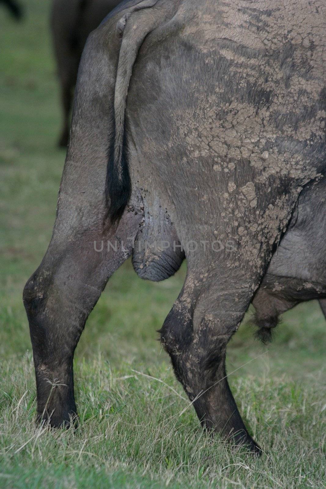 Close up of the behind of a Cape buffalo showing his scrotum