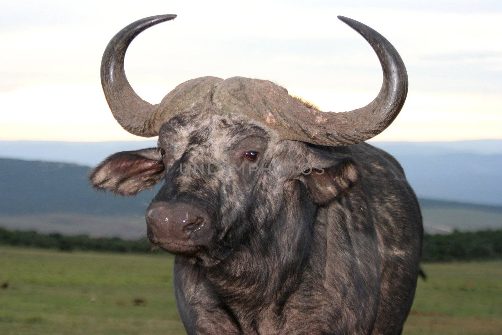 African Buffalo with large curved horns against the late afternoon sky