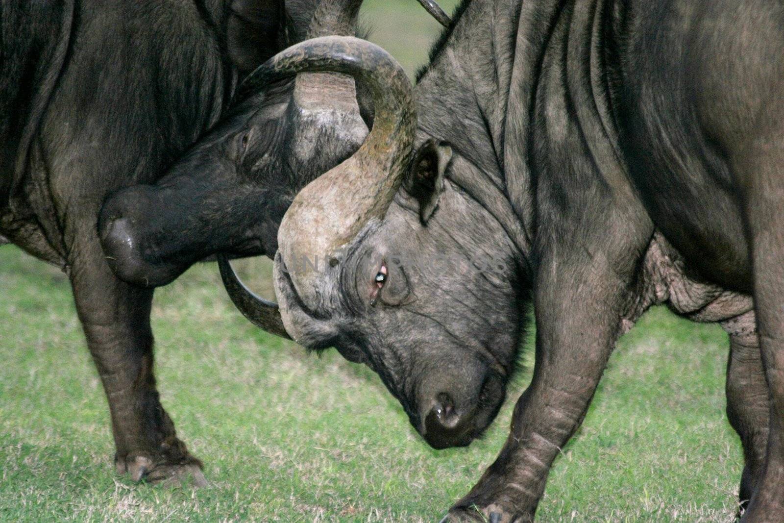 Two buffaloes with large curved horns sparring