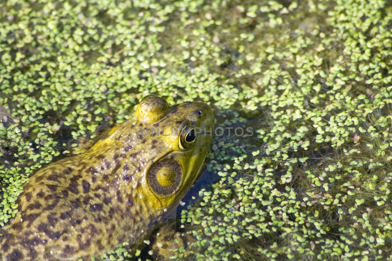 A frog trying to hide on the surface of a pond