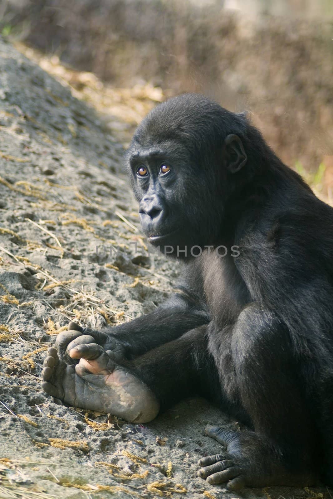 a baby gorilla sitting on the ground