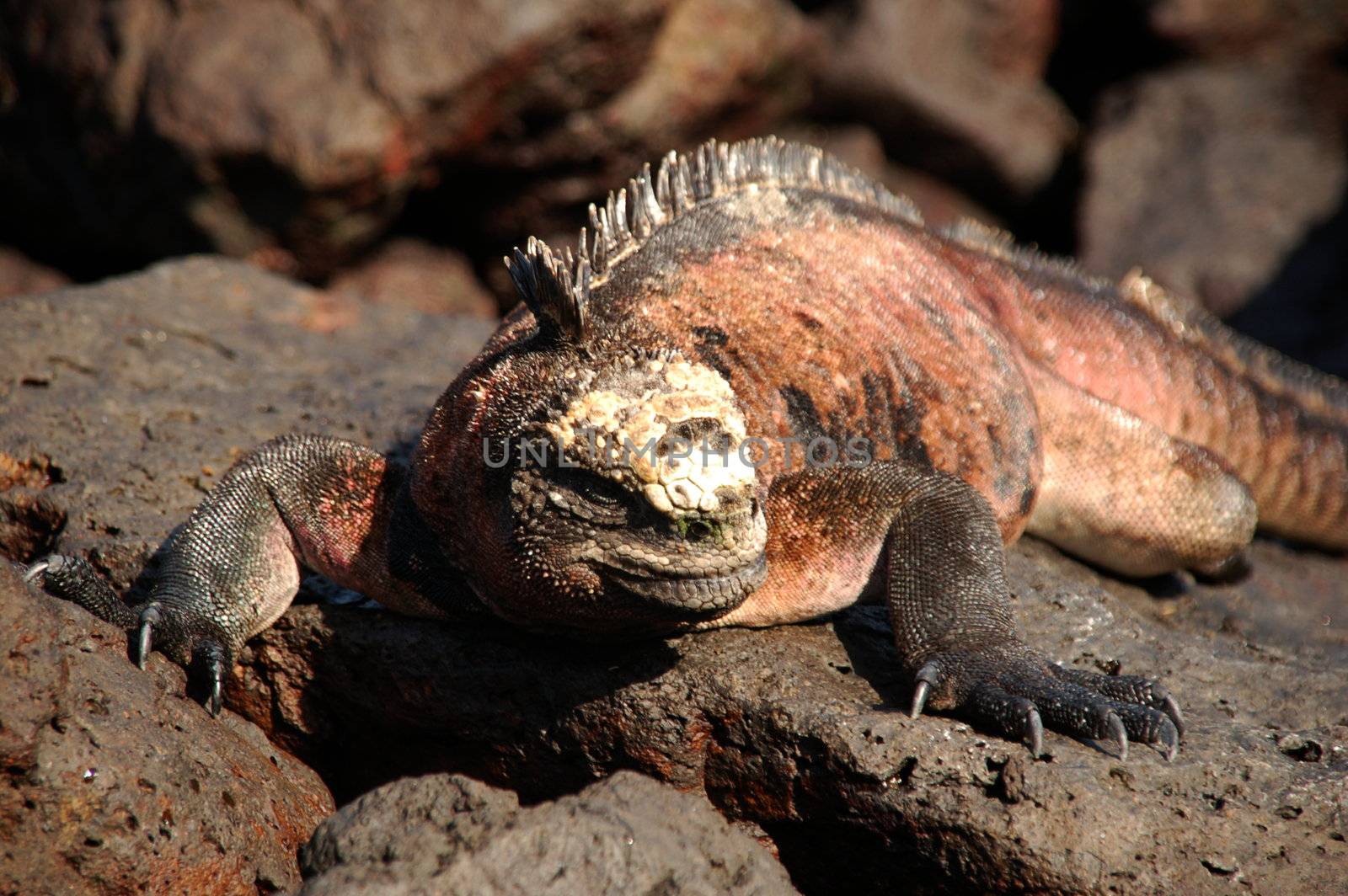 Bizarre land iguana, Galapagos