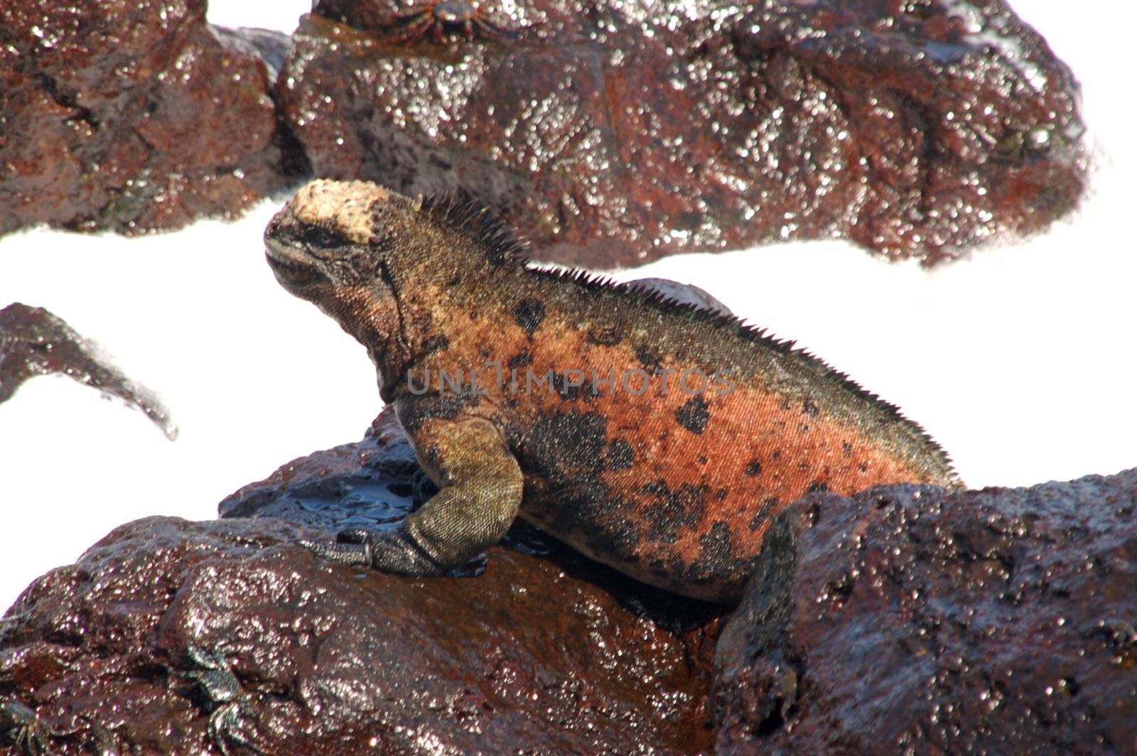 Bizarre land iguana, Galapagos