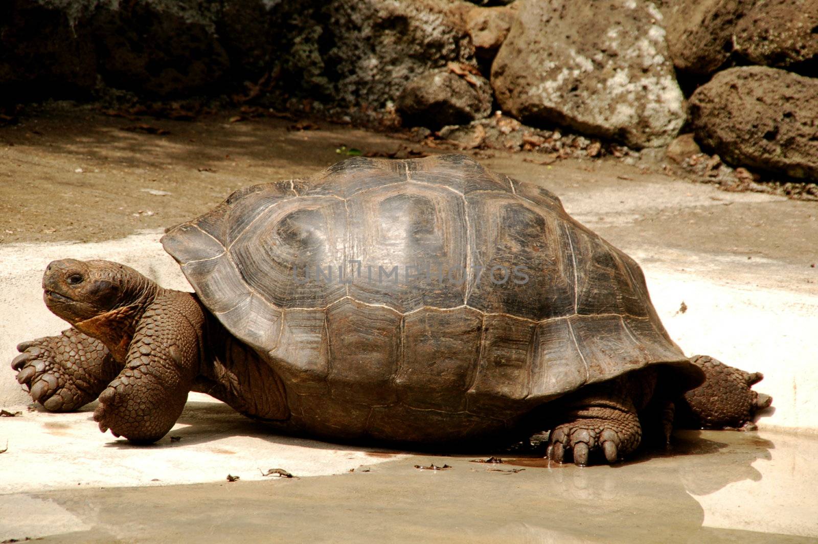 Giant galapagos turtoise