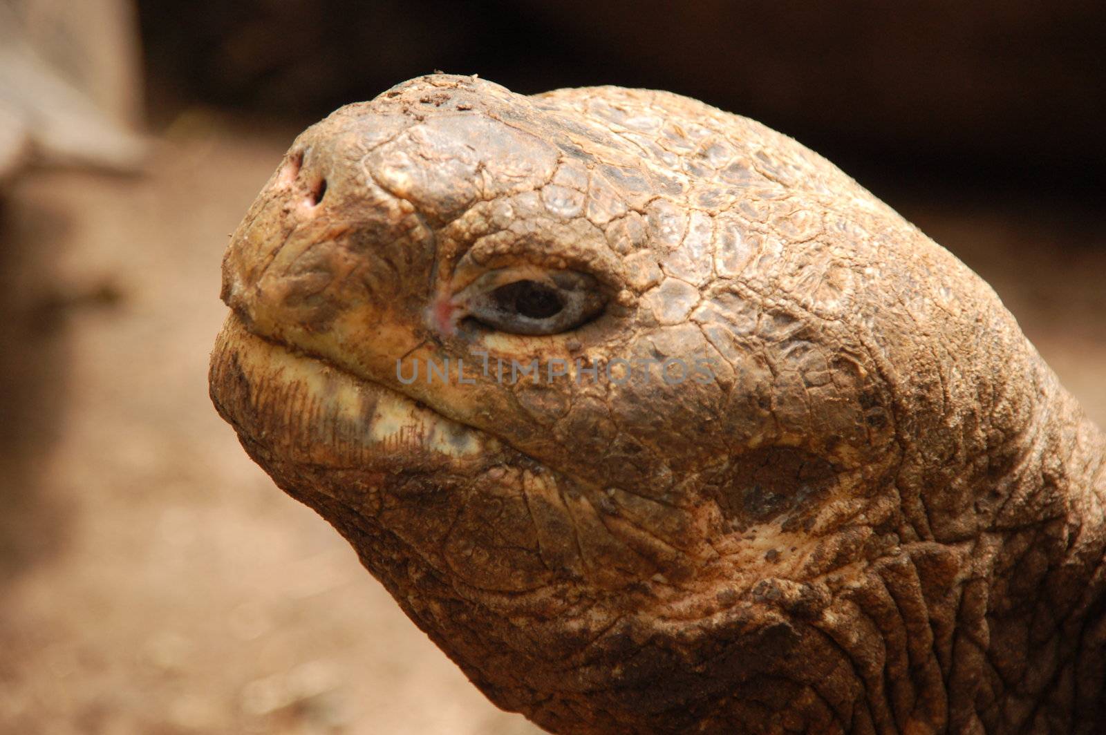 Giant galapagos turtoise, close up