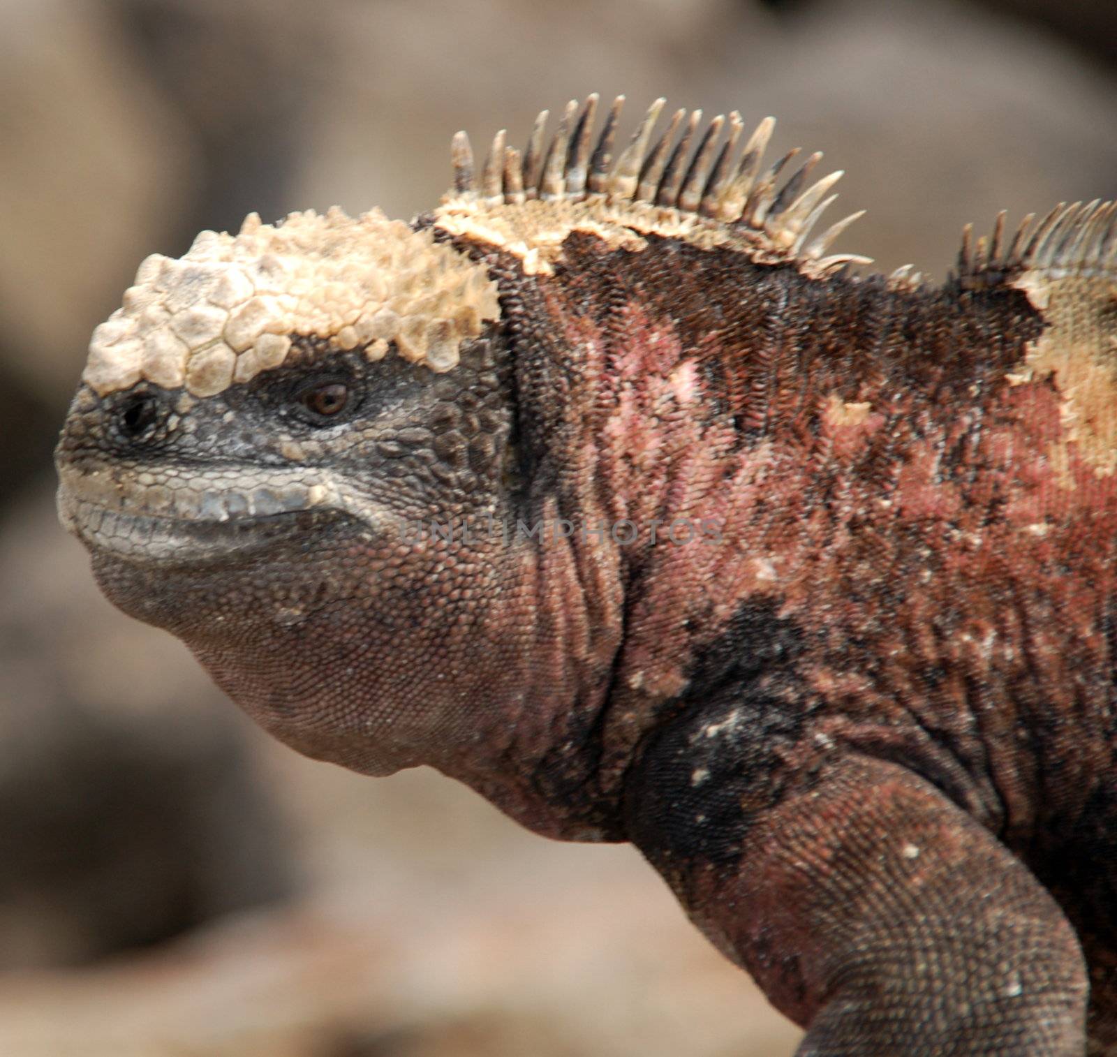 Galapagos wildlife by cosmopol