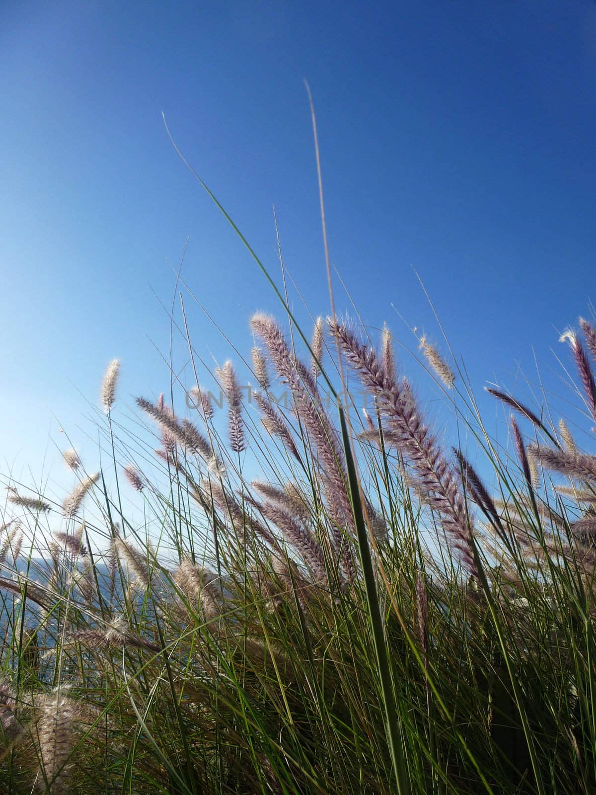 Close up of some grass with blue sky in the background.