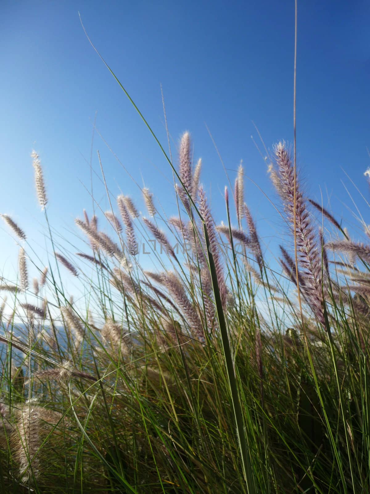 Close up of some grass with blue sky in the background.