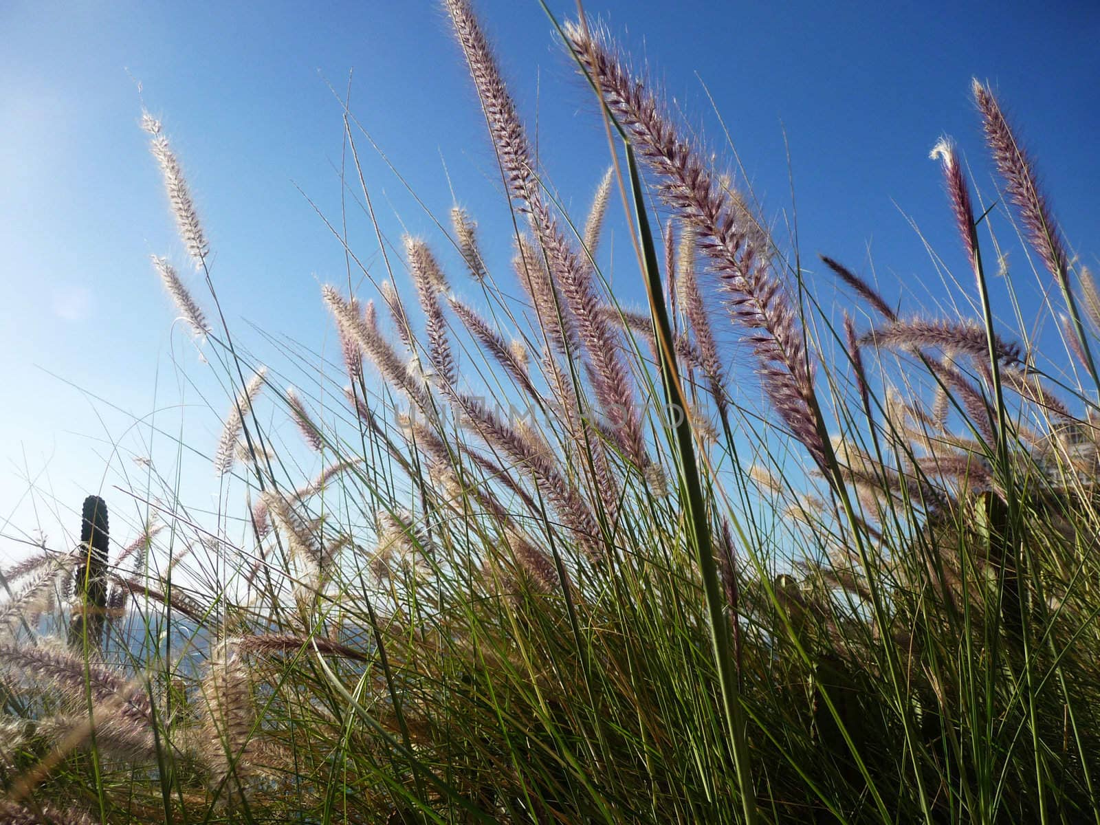 Close up of some grass with blue sky in the background.