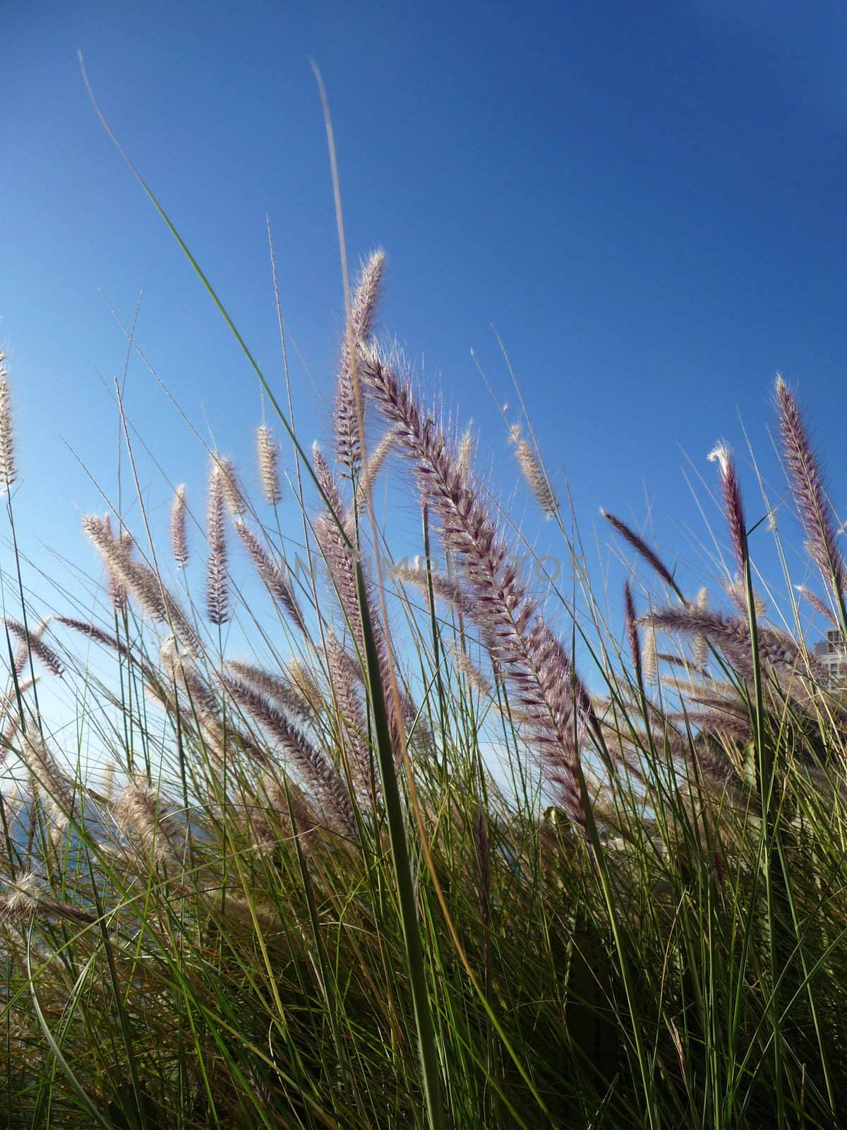 Close up of some grass with blue sky in the background.