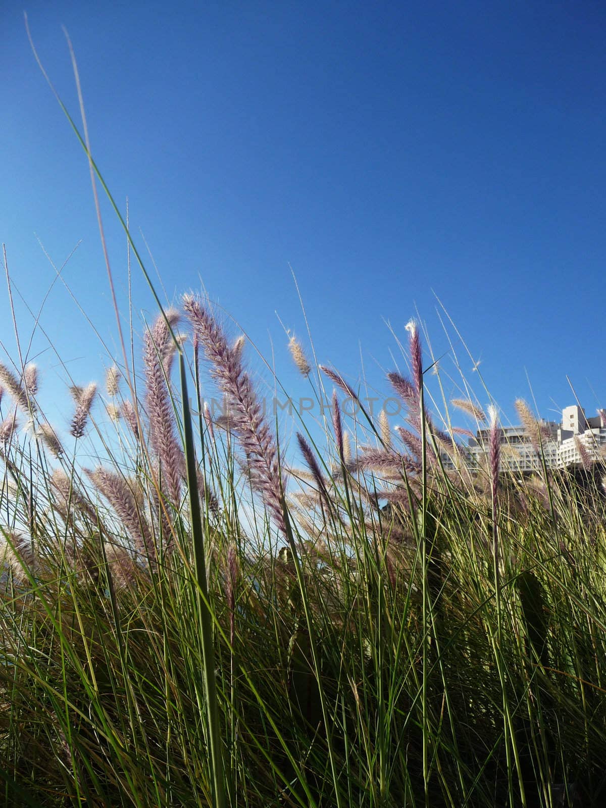 Close up of some grass with blue sky in the background.