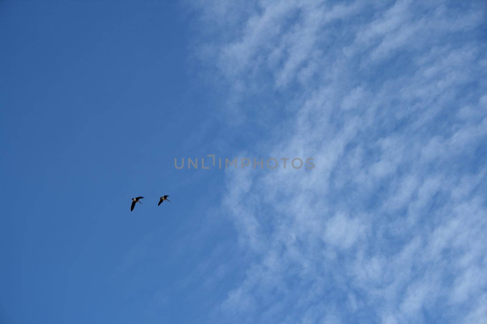 Two wild geese in the sky by anikasalsera