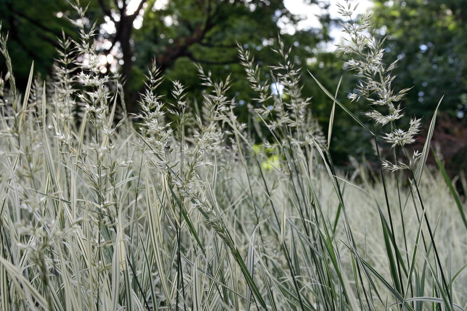 Green and white grass by anikasalsera