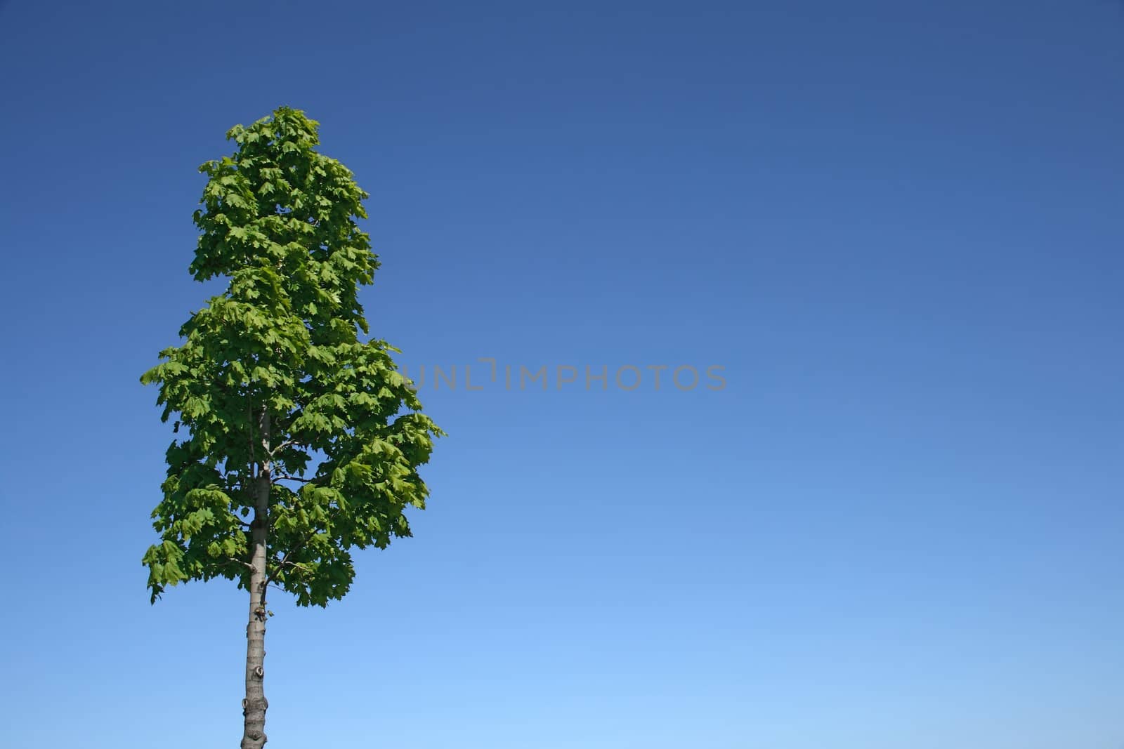 Green tree and blue sky by anikasalsera