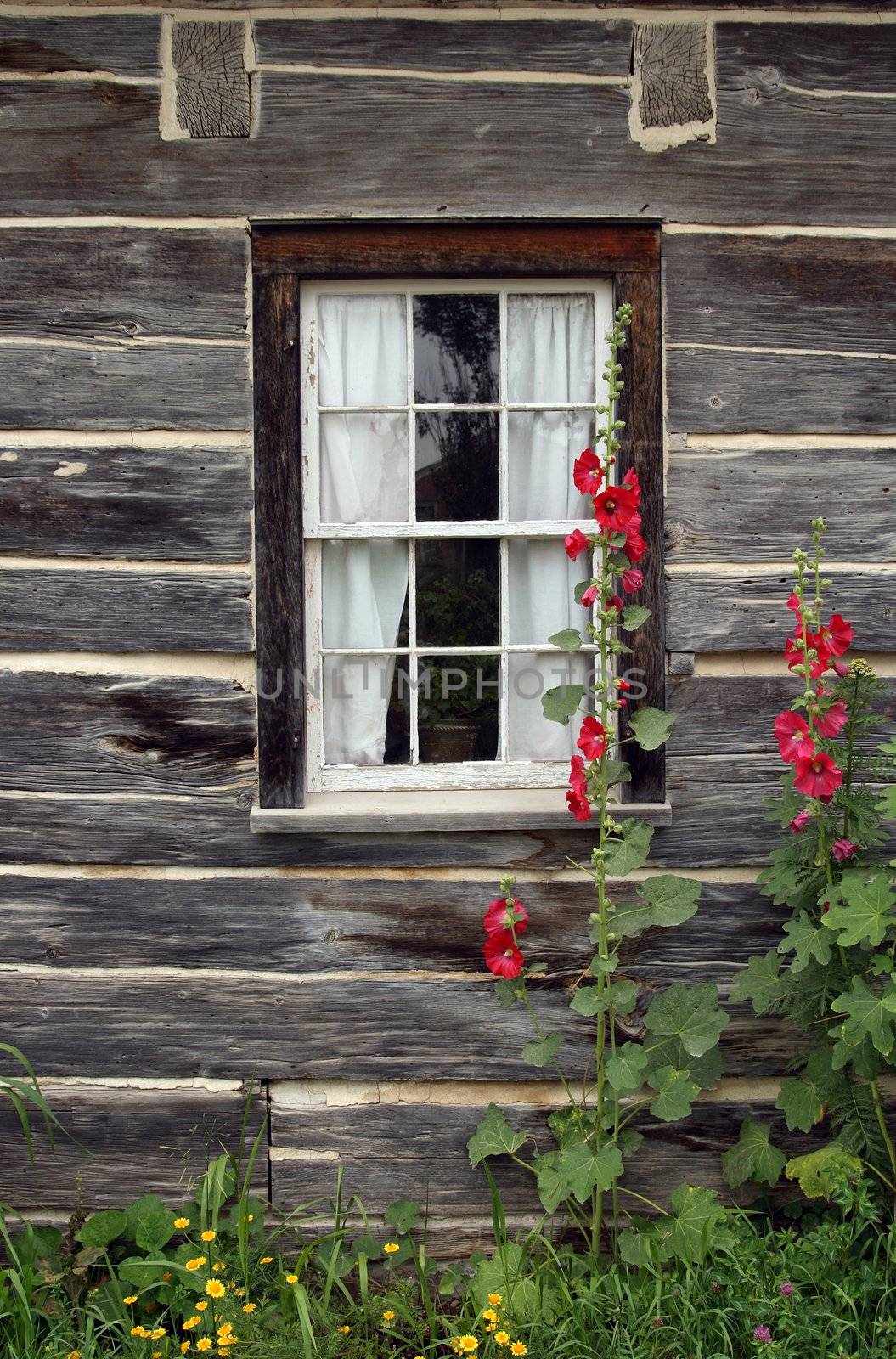 Window of a wooden country house with red malva flowers growing near it.