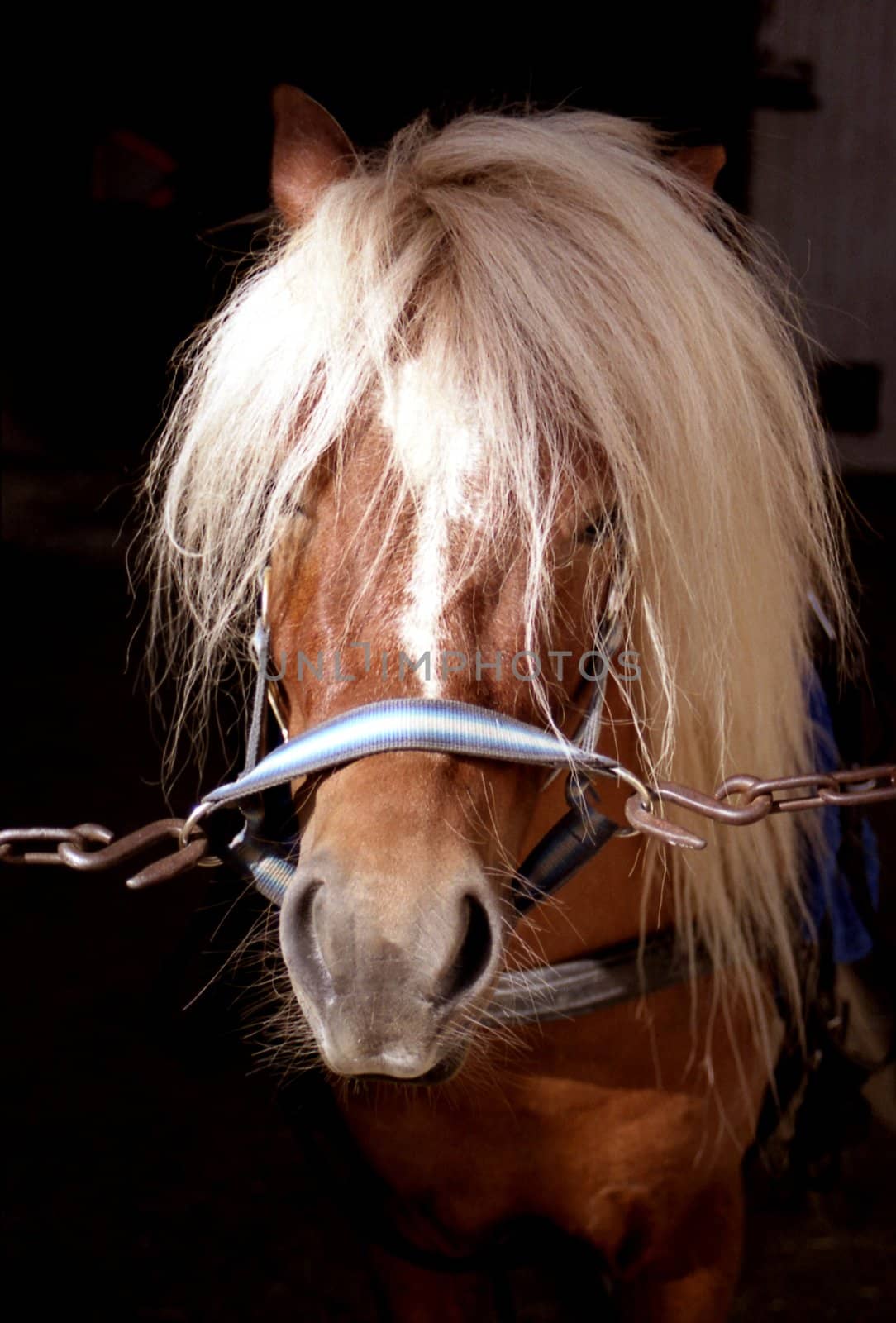 Portrait head shot of a Shetland pony.