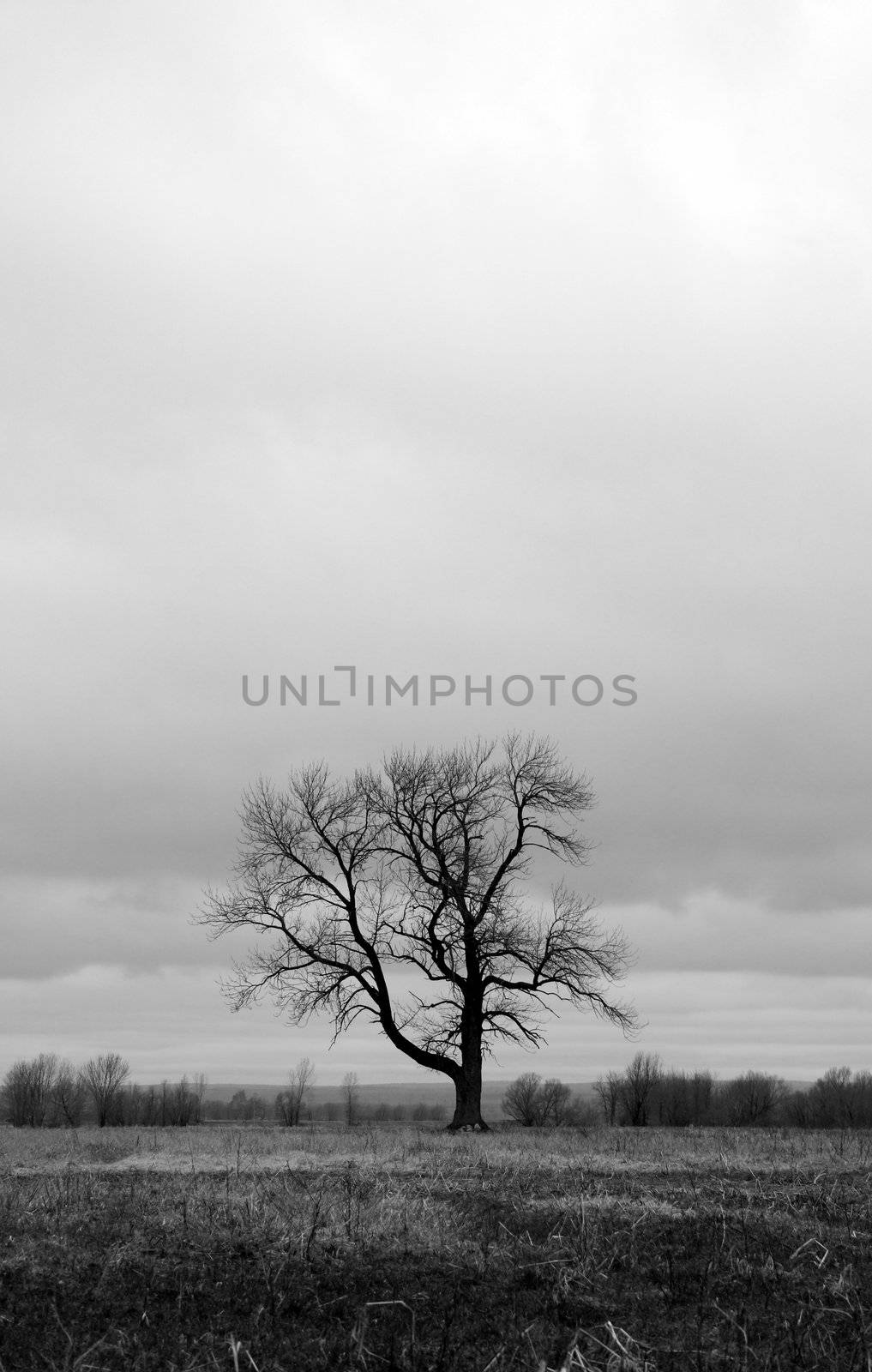 Lonely tree in a spring field by anikasalsera