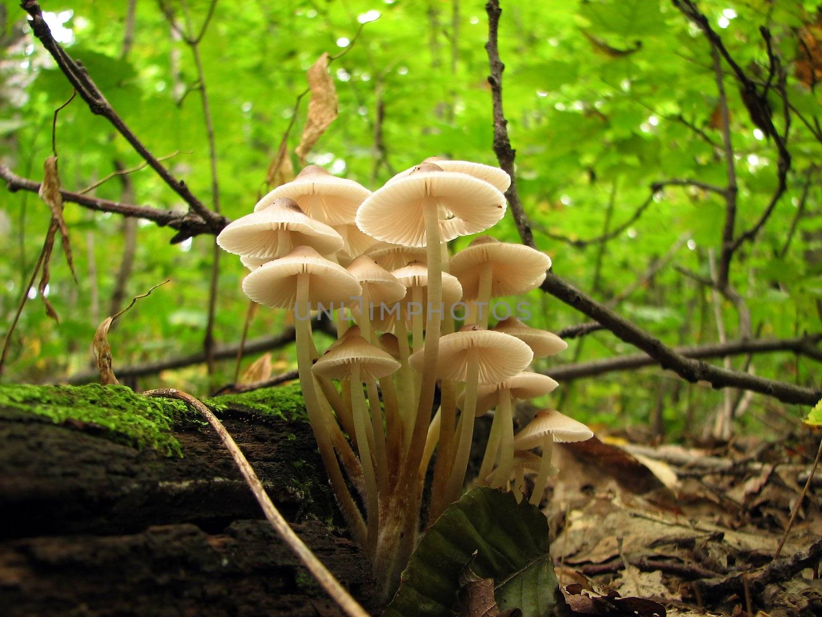 Mushroom family in the sunlight by anikasalsera