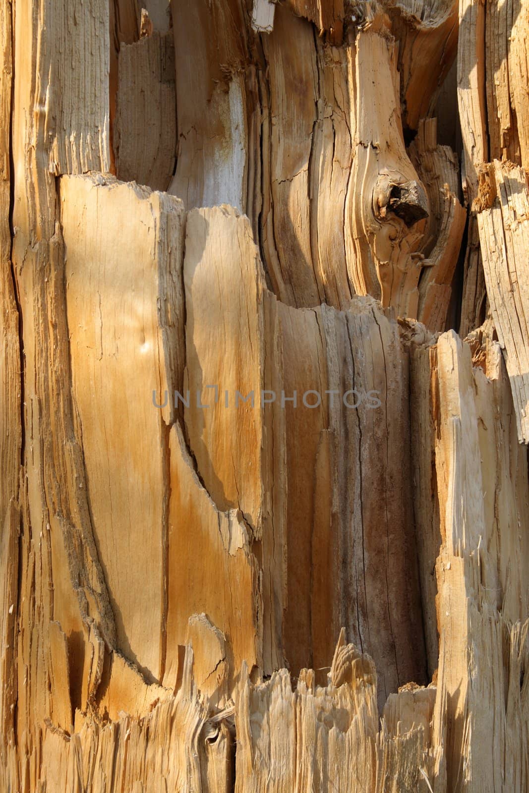 Wooden texture of a broken tree by anikasalsera