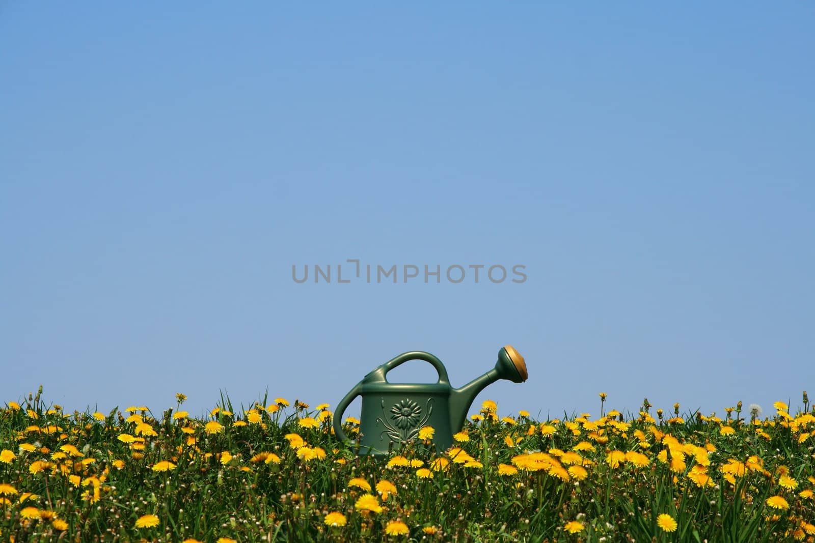 Green watering-can among yellow spring flowers in the field.