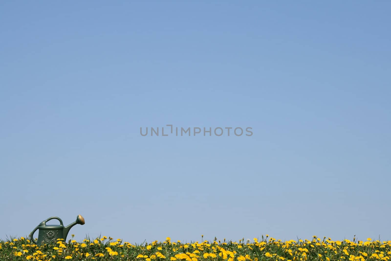 Green watering-can in a flowering dandelion field, with copy space.