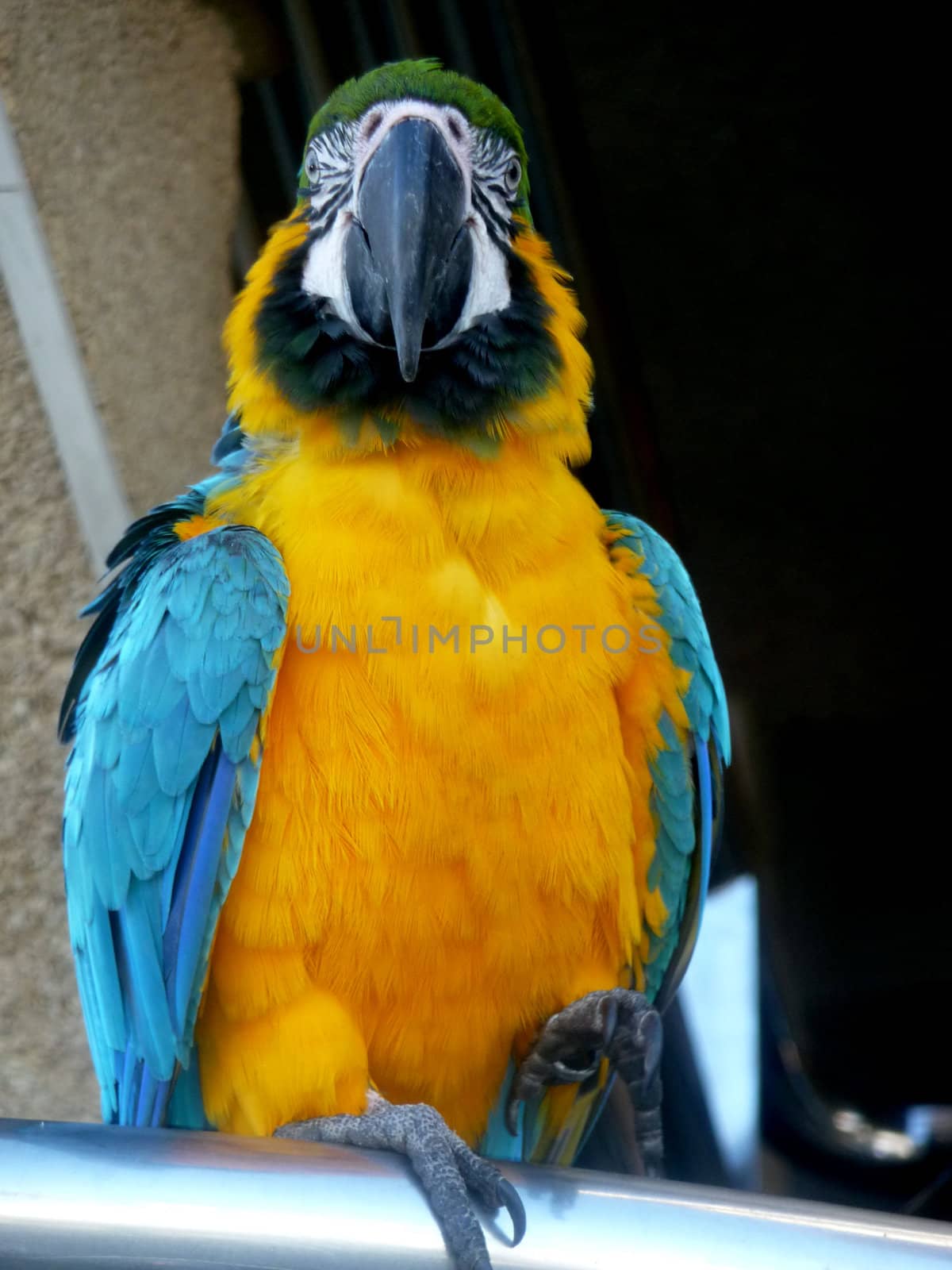 A colorful Parrot perched on a metal bar.