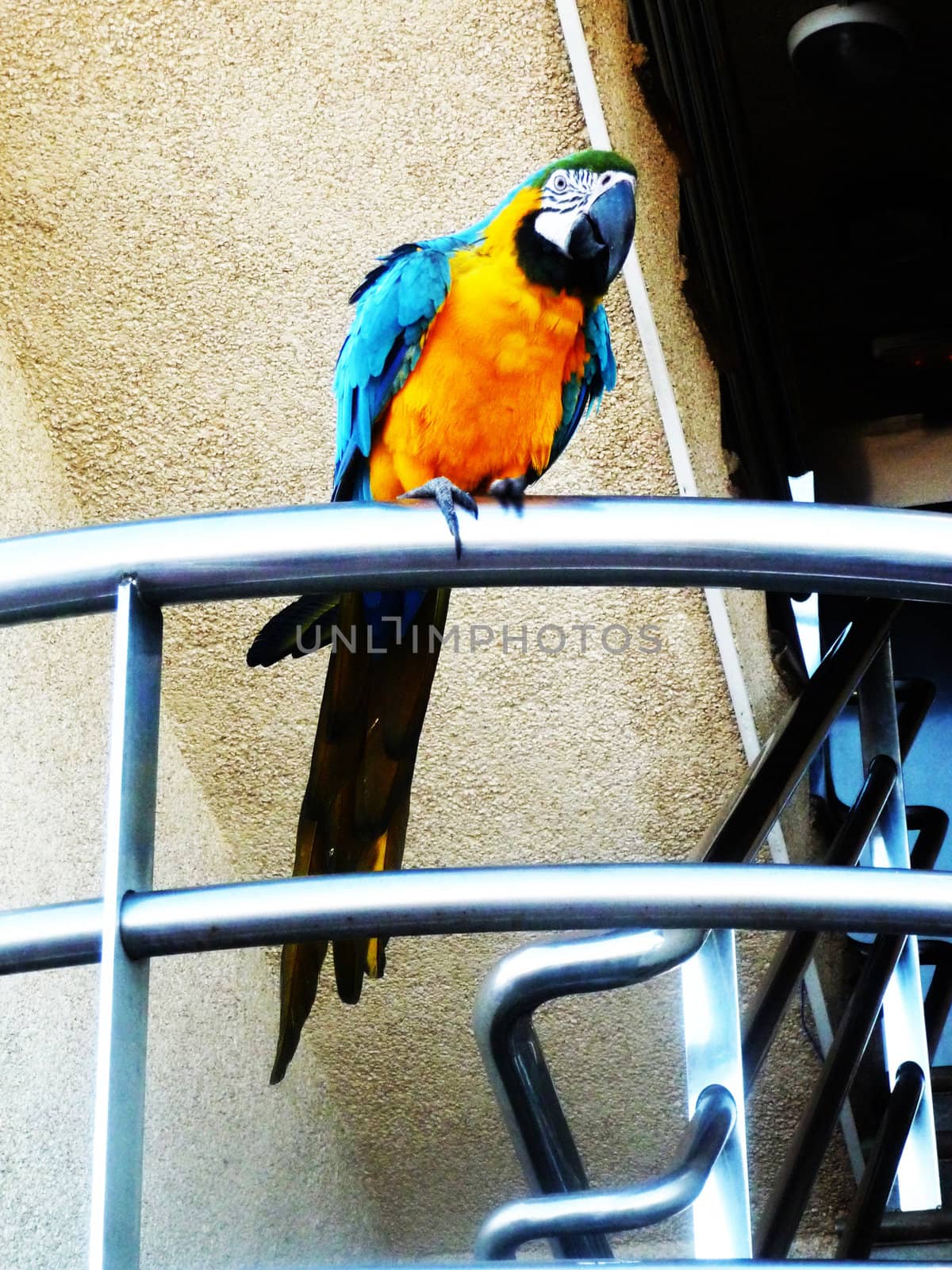 A colorful Parrot perched on a metal bar.