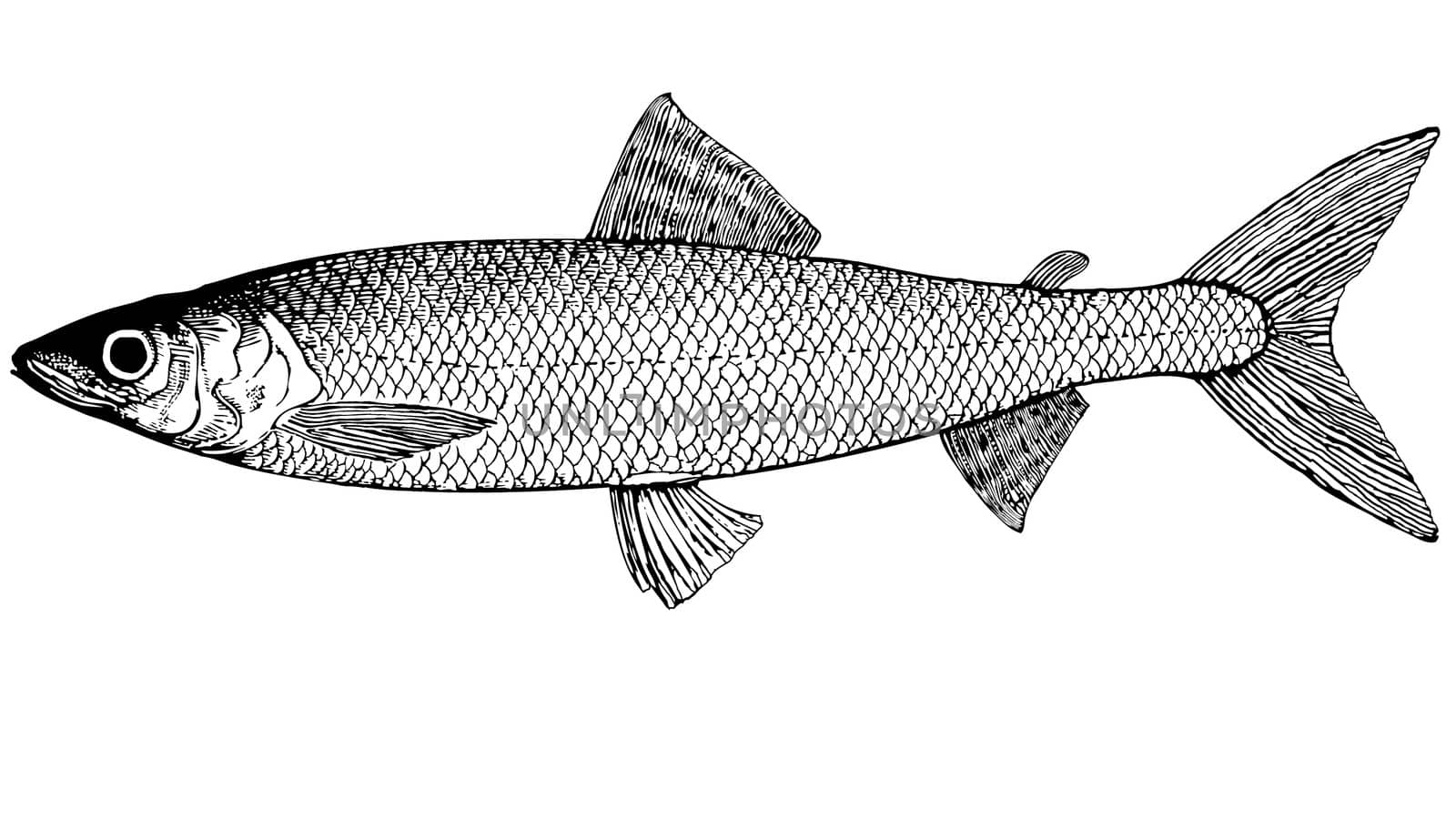 Fish omul' Coregonus autumnalis illustration by selhin