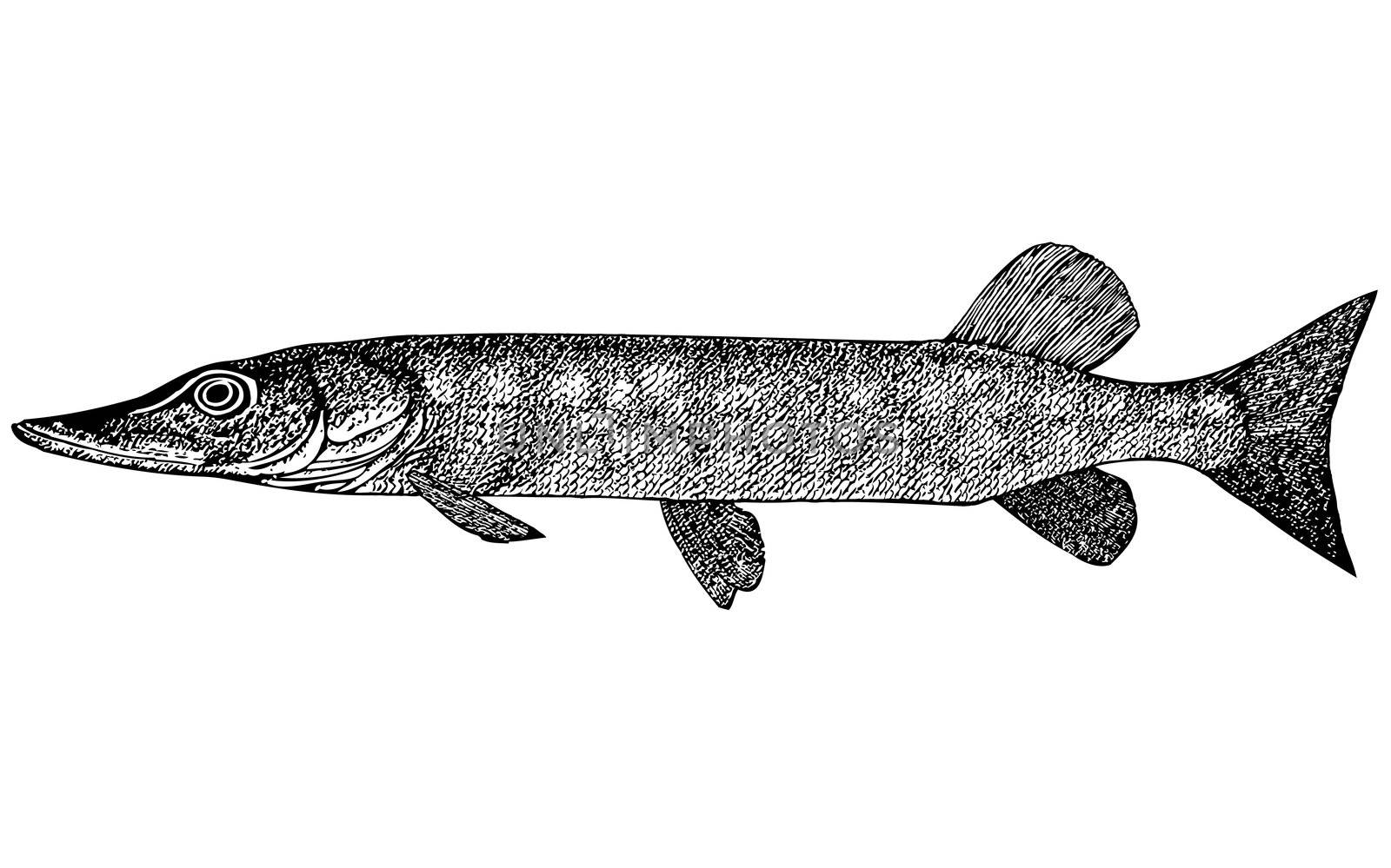 Fish Esox Incius illustration by selhin