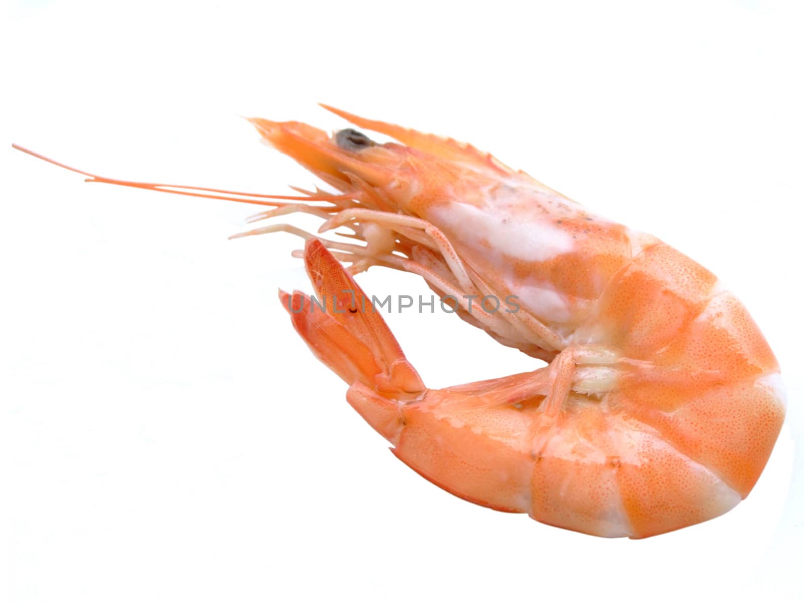 Single shrimp over white background