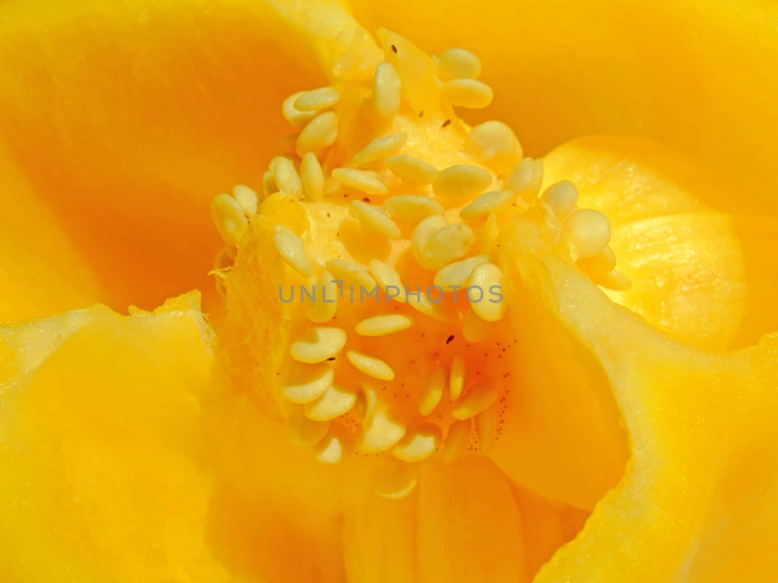 Close-up of the seeds of a half cut yellow pepper