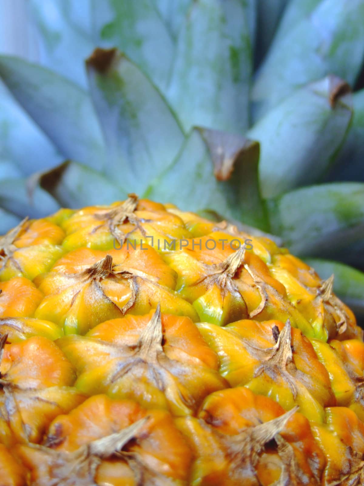 Close-up of a pineapple