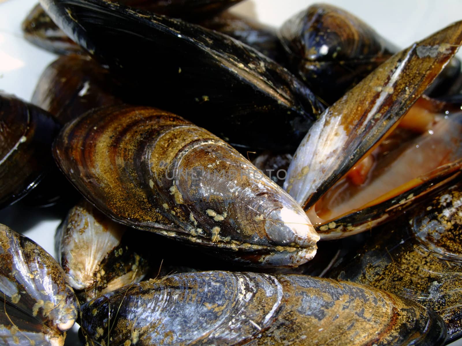 Fresh mussels